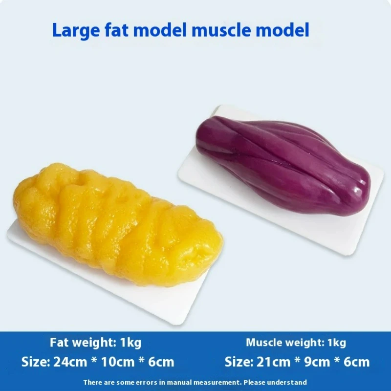Nutrition Fitness Health - 人間の筋肉と脂肪の模型 健康と減量のための栄養と科学 フィットネスセンターの脂肪模型