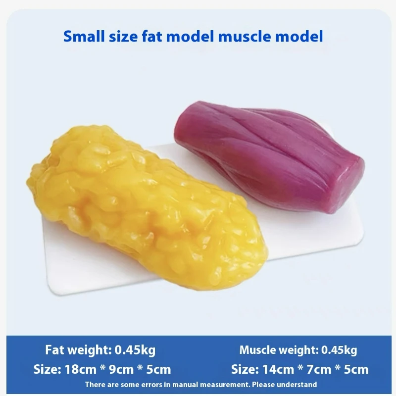 人間の筋肉と脂肪の模型 健康と減量のための栄養と科学 フィッ - Nutrition Fitness Health のレビューと価格